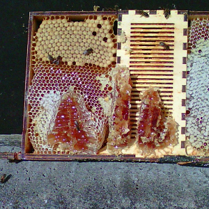 Sensoren bijen
